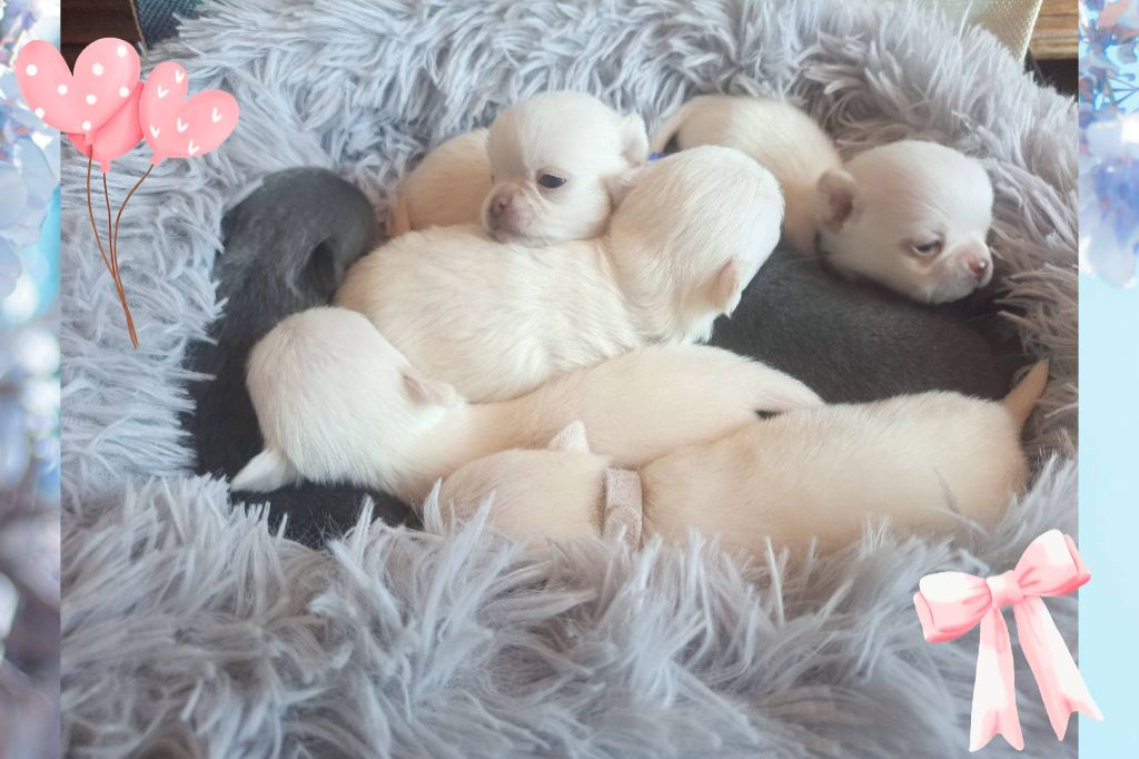 7 petits amours !!! Du blanc et du bleu !