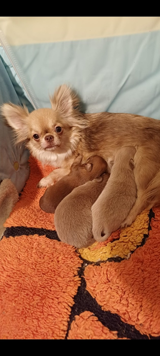 Portée de 3 sublimes poil long !!