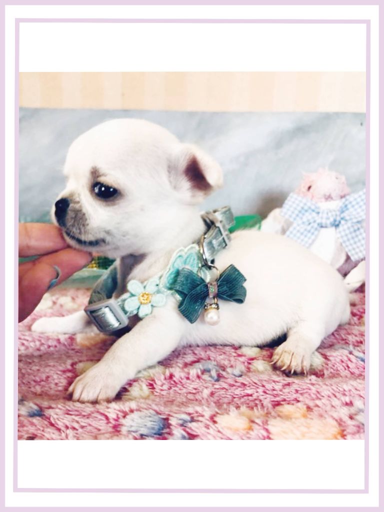 Portée de Thalia naissance le 13 septembre 2025 : 4 filles et 2 boys