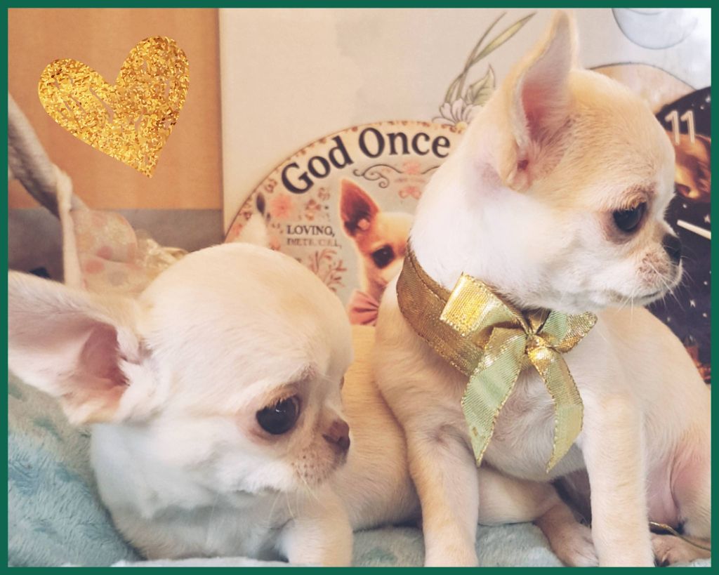 Portée de Thalia naissance le 13 septembre 2025 : 4 filles et 2 boys