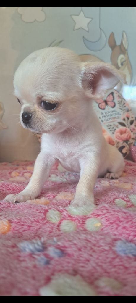 Les Saphirs De Larjekda - Chiots disponibles - Chihuahua