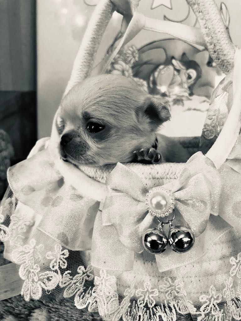 Les Saphirs De Larjekda - Chiots disponibles - Chihuahua