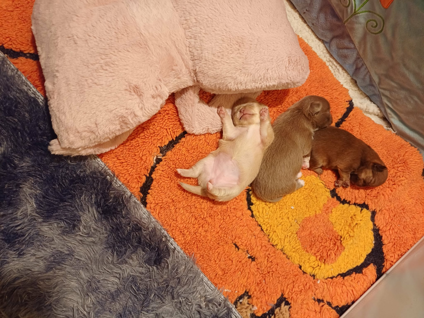 Les Saphirs De Larjekda - Chihuahua - Portée née le 04/03/2026