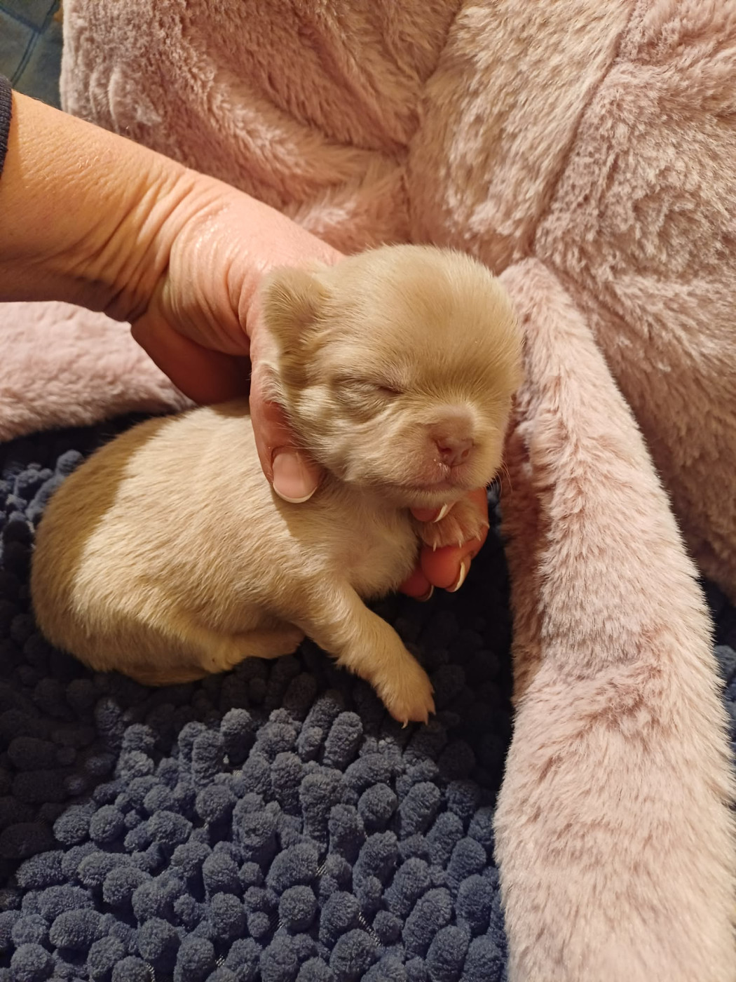 Les Saphirs De Larjekda - Chiots disponibles - Chihuahua