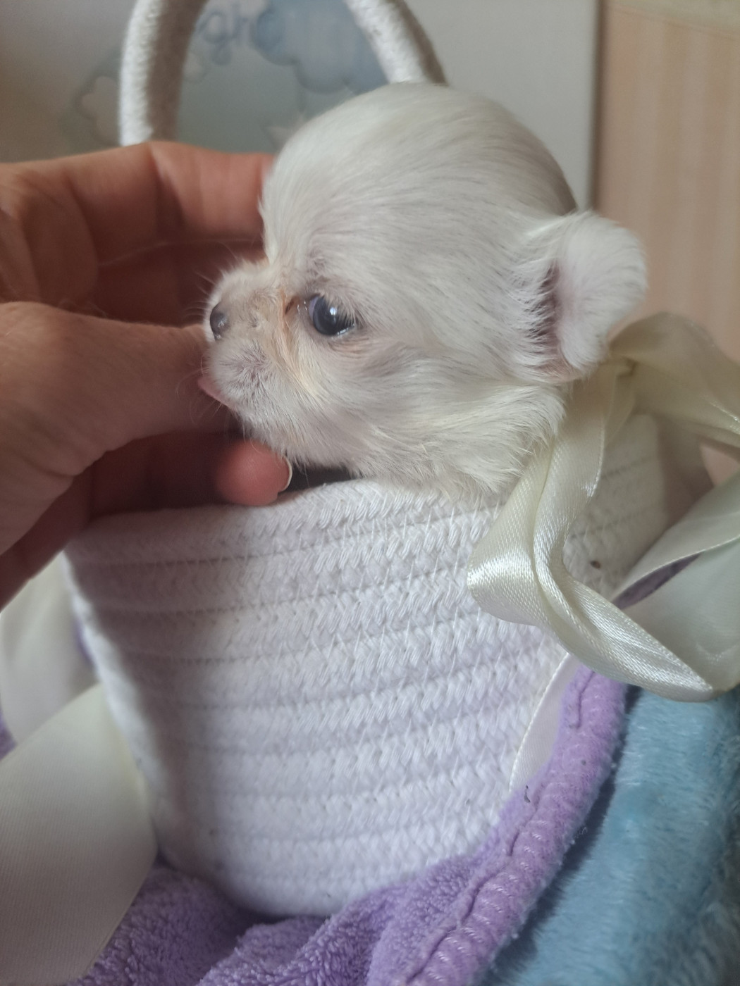Chiot Chihuahua Les Saphirs De Larjekda