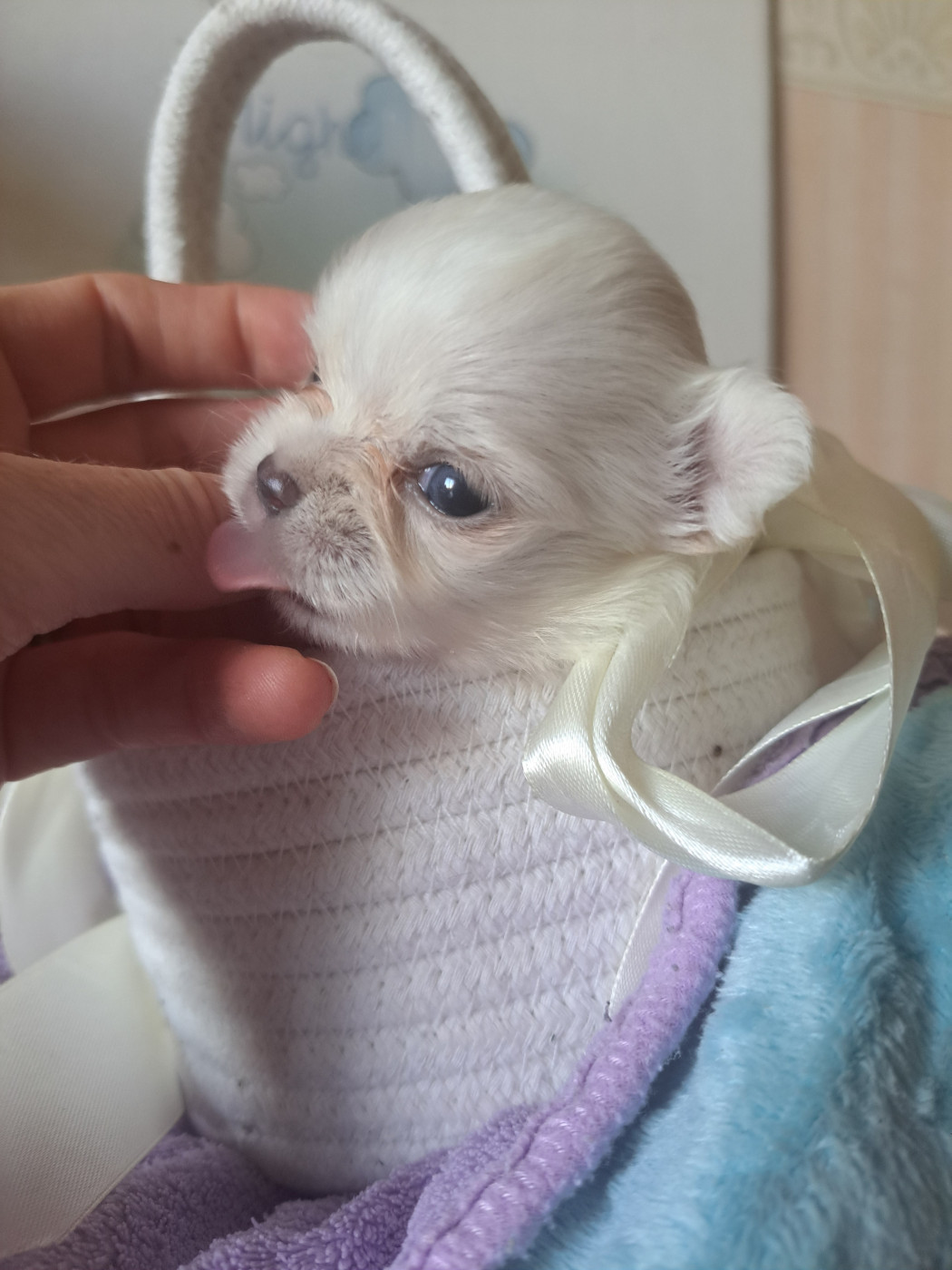 Les Saphirs De Larjekda - Chiots disponibles - Chihuahua