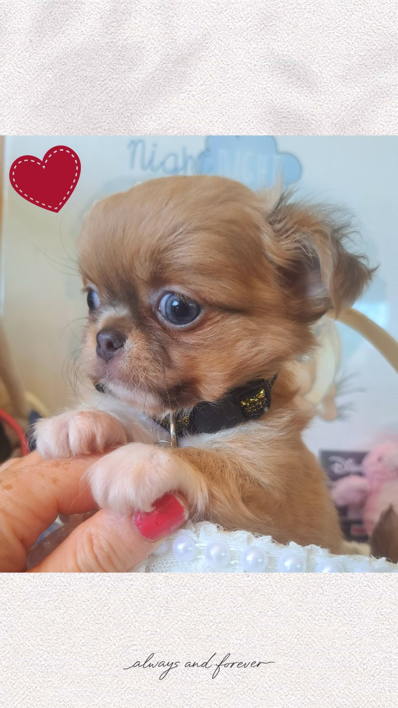 Les Saphirs De Larjekda - Chiots disponibles - Chihuahua