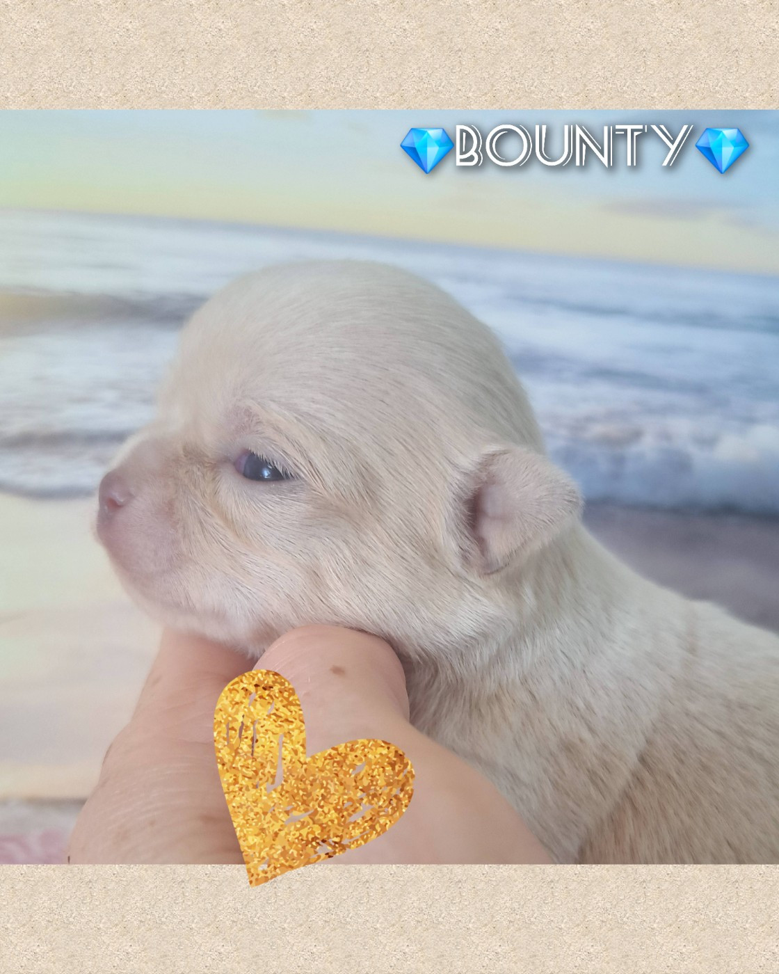 Les Saphirs De Larjekda - Chiots disponibles - Chihuahua