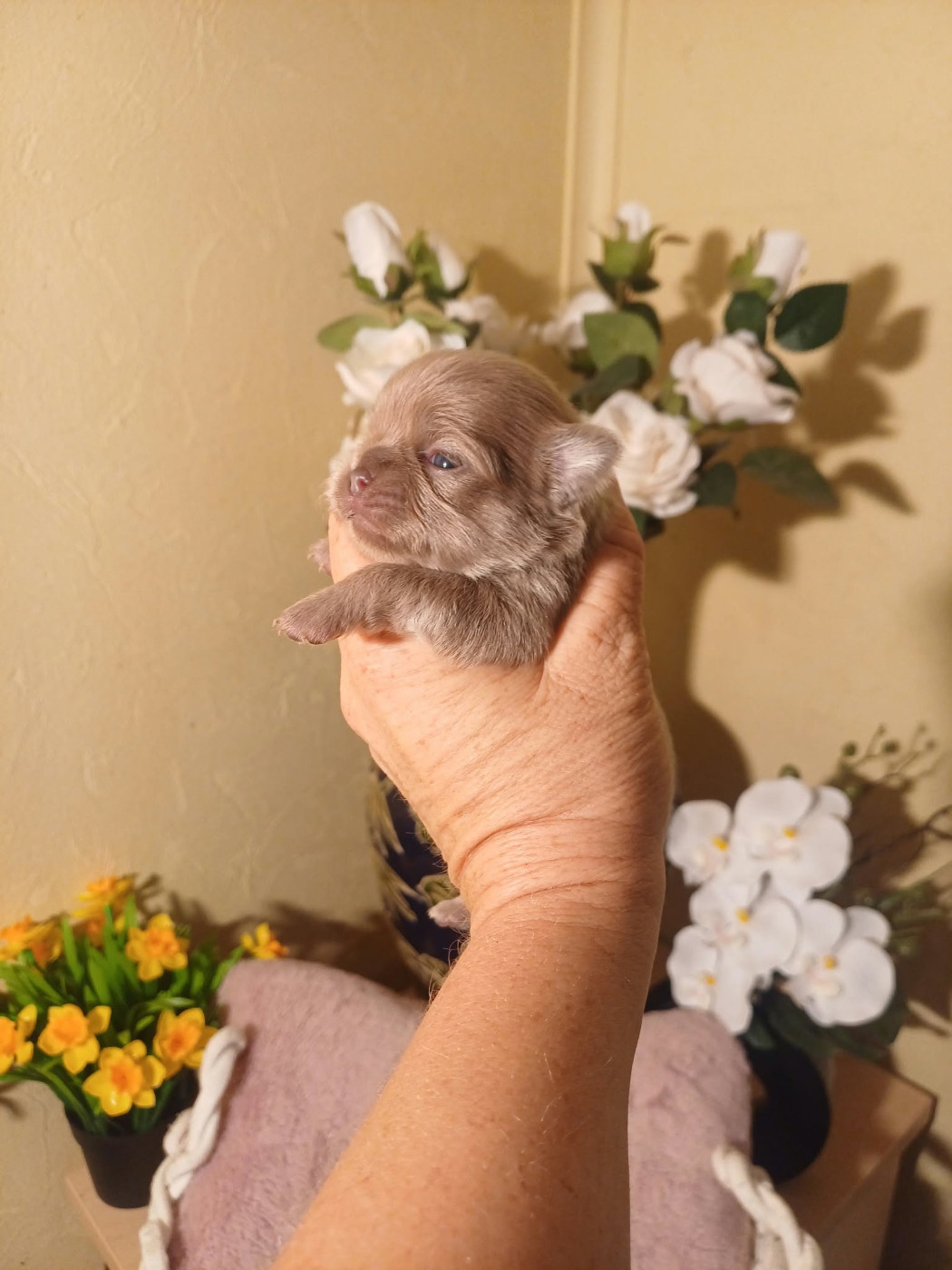 Les Saphirs De Larjekda - Chiots disponibles - Chihuahua
