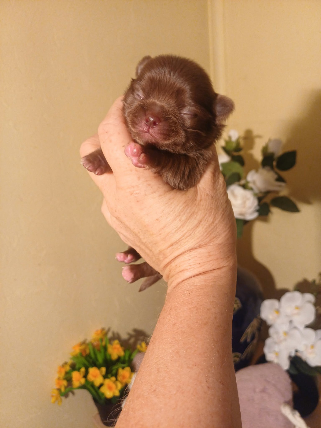 Les Saphirs De Larjekda - Chiots disponibles - Chihuahua