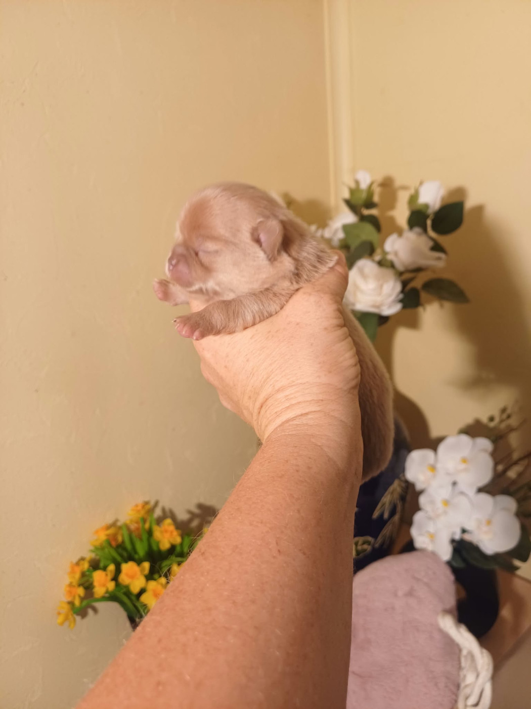 Les Saphirs De Larjekda - Chiots disponibles - Chihuahua