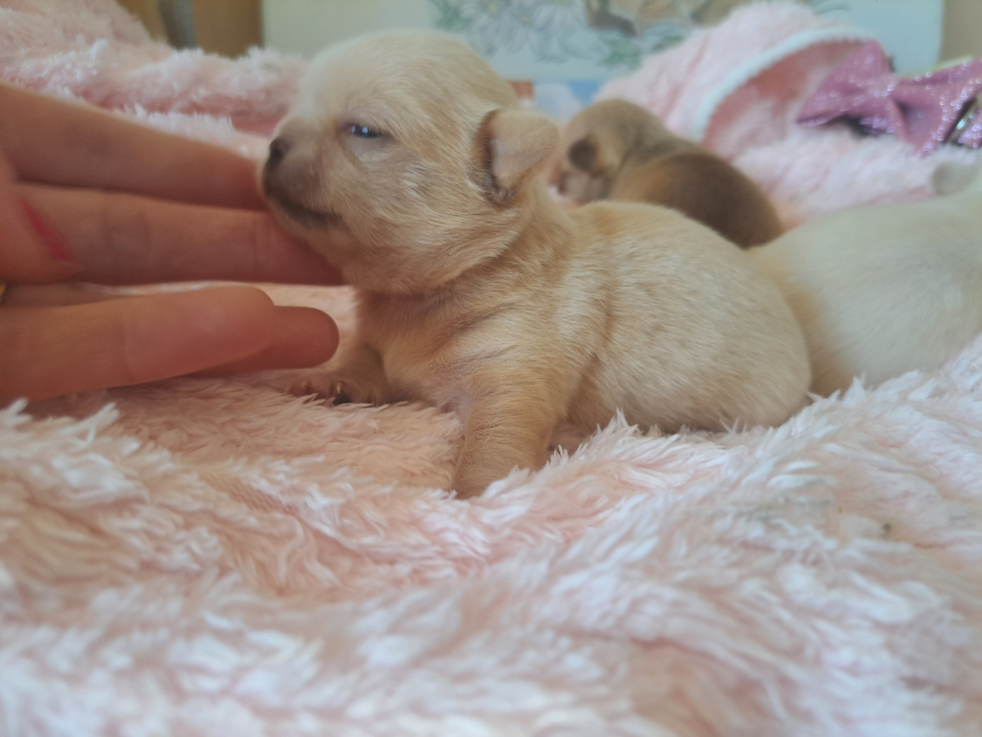 Les Saphirs De Larjekda - Chiots disponibles - Chihuahua