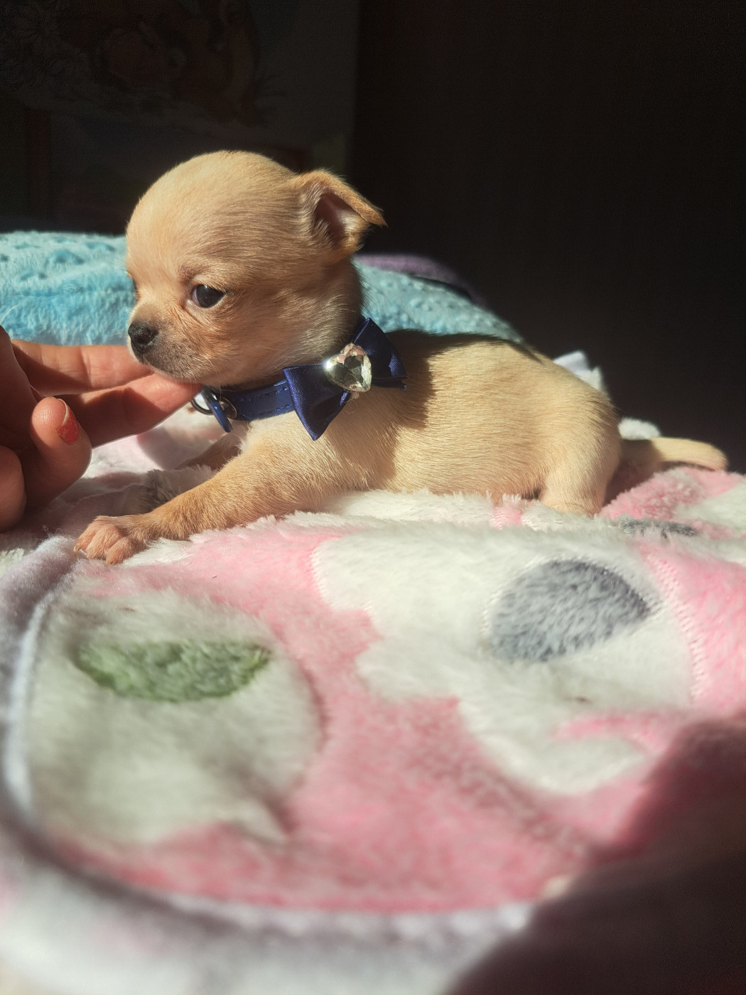 Les Saphirs De Larjekda - Chiots disponibles - Chihuahua