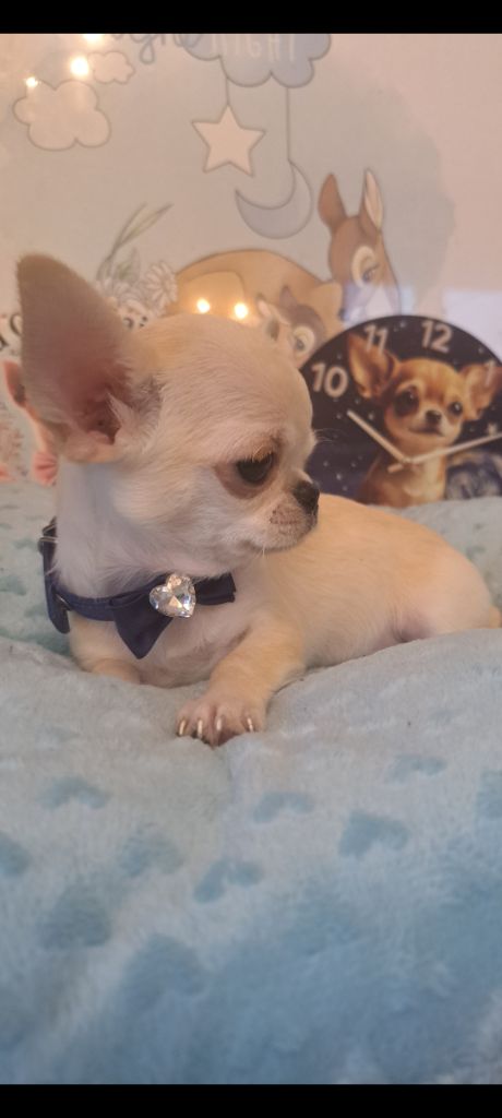 Les Saphirs De Larjekda - Chiots disponibles - Chihuahua