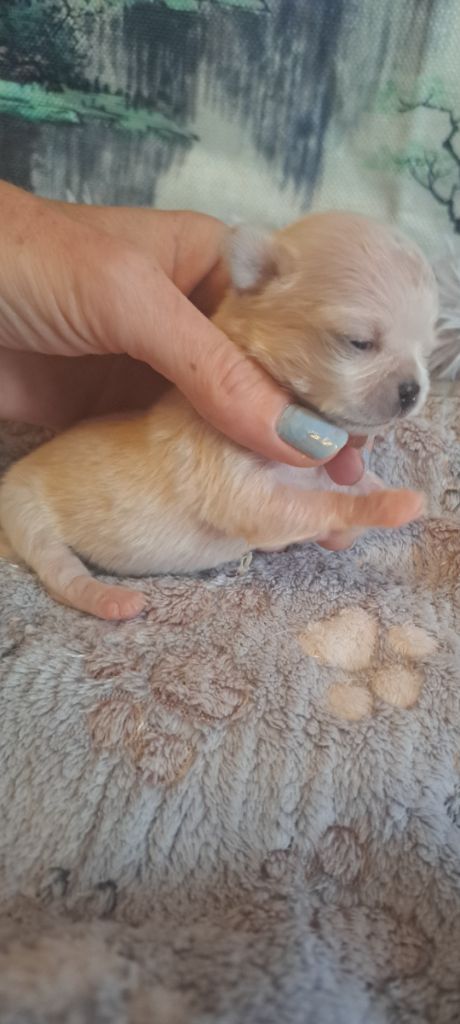 Les Saphirs De Larjekda - Chiots disponibles - Chihuahua