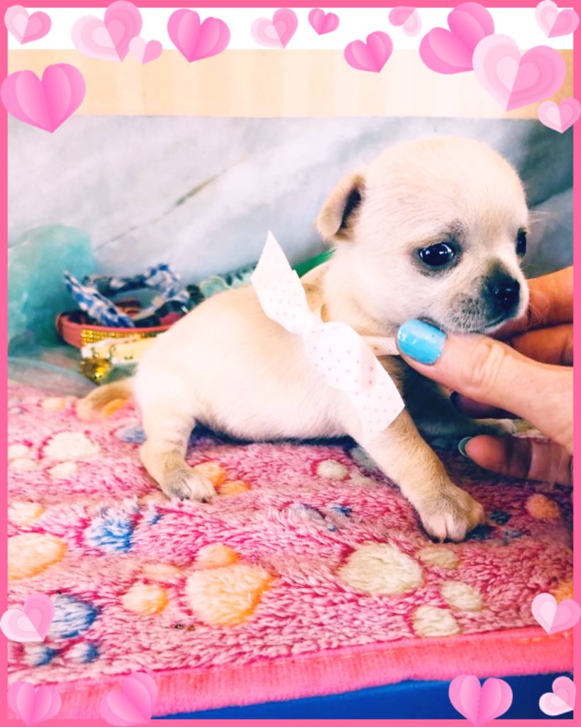 Les Saphirs De Larjekda - Chiots disponibles - Chihuahua