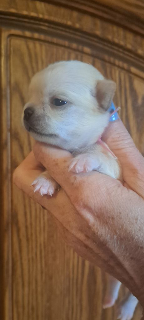 Les Saphirs De Larjekda - Chiots disponibles - Chihuahua