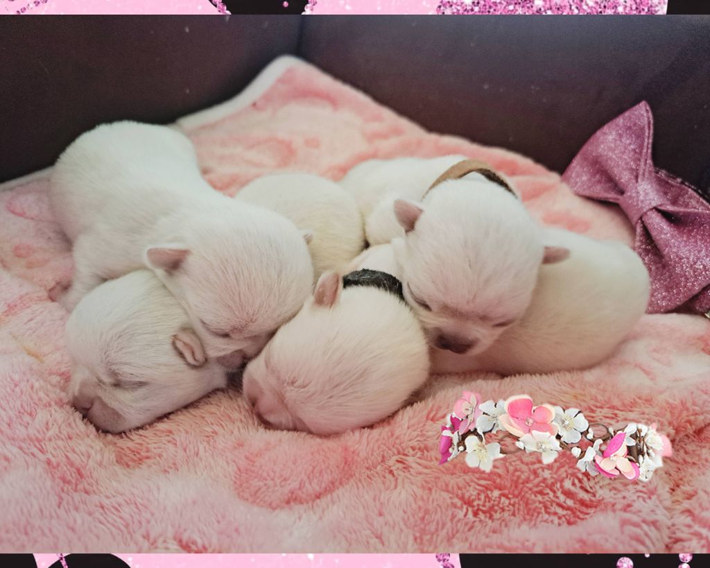 Chiot Chihuahua Les Saphirs De Larjekda