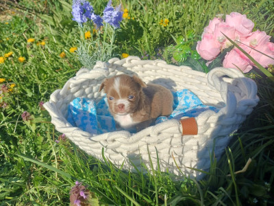 Chiot N°2