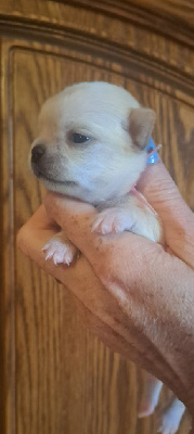 CHIOT 5