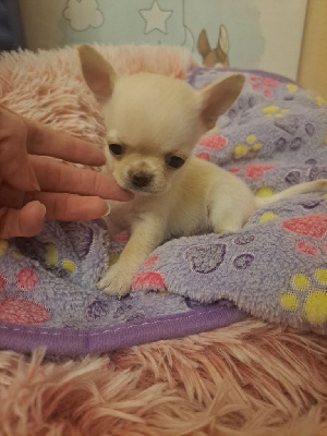 CHIOT 3 ALSO 
