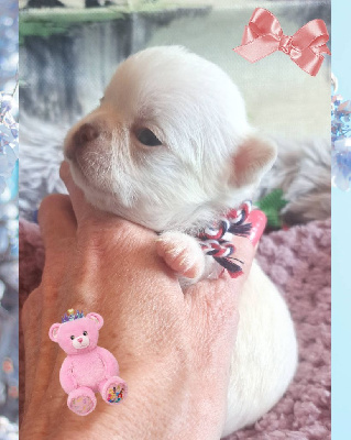 CHIOT 7 ALBA