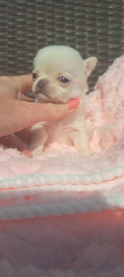 CHIOT 4 ATCHY