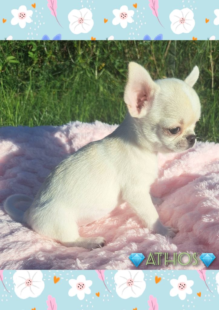 Les Saphirs De Larjekda - Chiots disponibles - Chihuahua