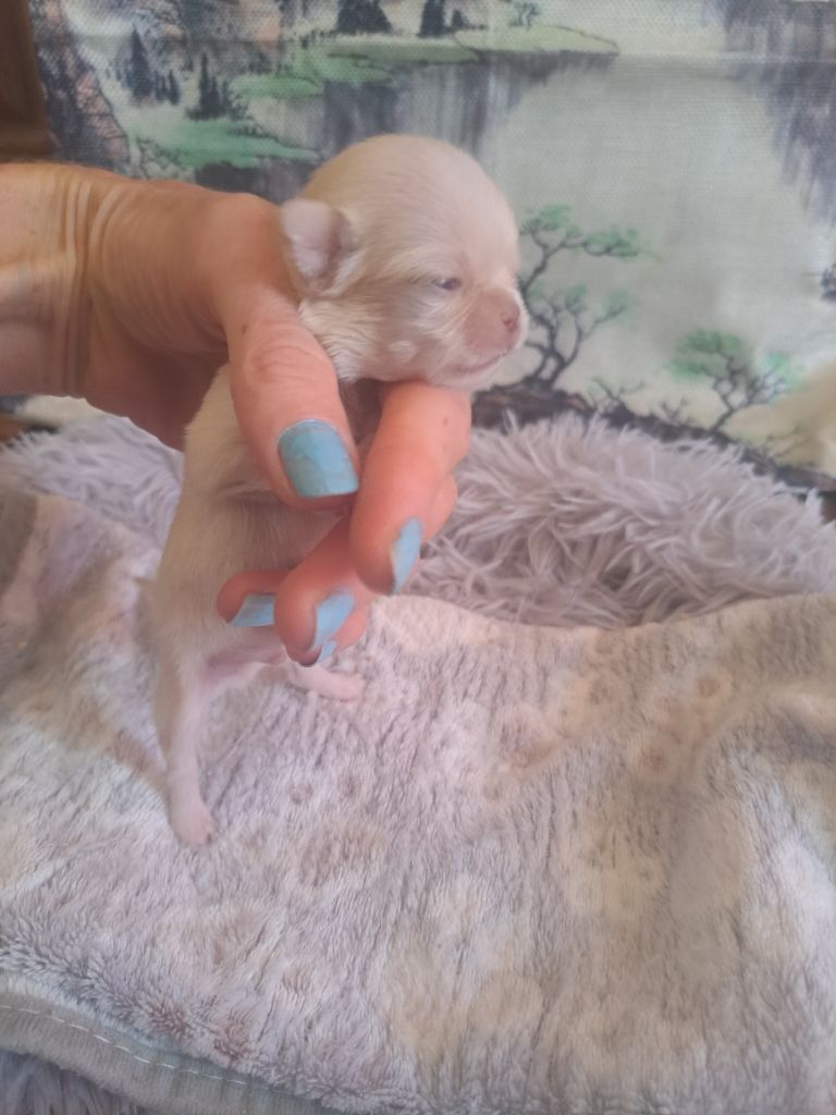 Les Saphirs De Larjekda - Chiots disponibles - Chihuahua
