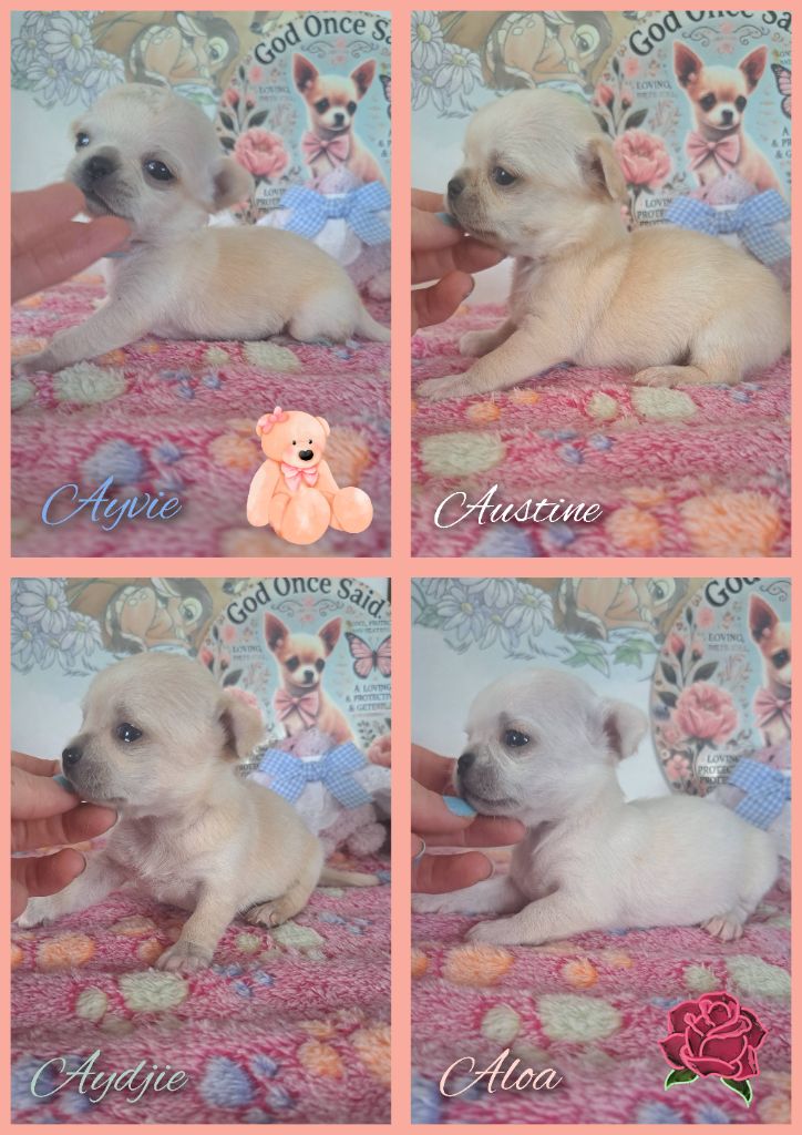 Les Saphirs De Larjekda - Chihuahua - Portée née le 13/09/2025