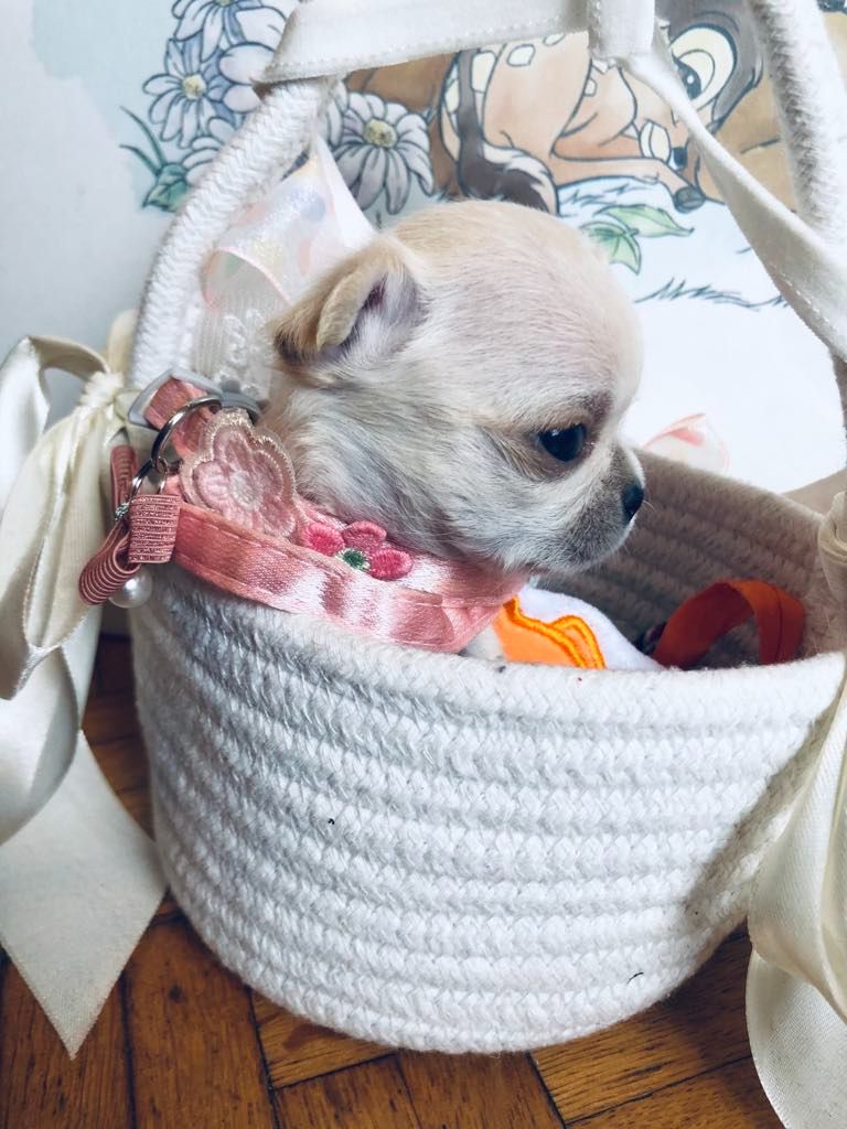 Les Saphirs De Larjekda - Chiots disponibles - Chihuahua